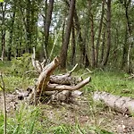 Forest Vibe And Idyll On Mon * Stege