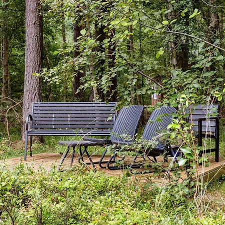 Forest Vibe And Idyll On Mon *