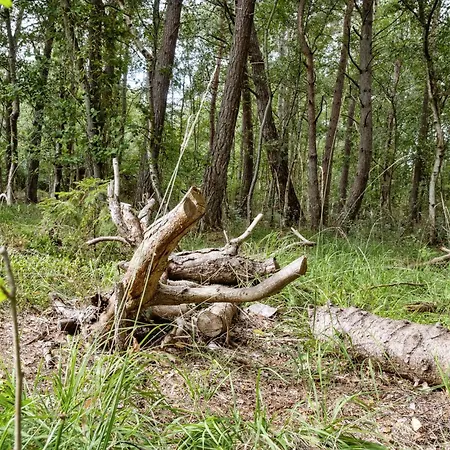 Forest Vibe And Idyll On Mon * Stege