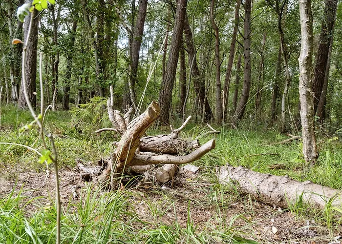 Forest Vibe And Idyll On Mon * Стеге